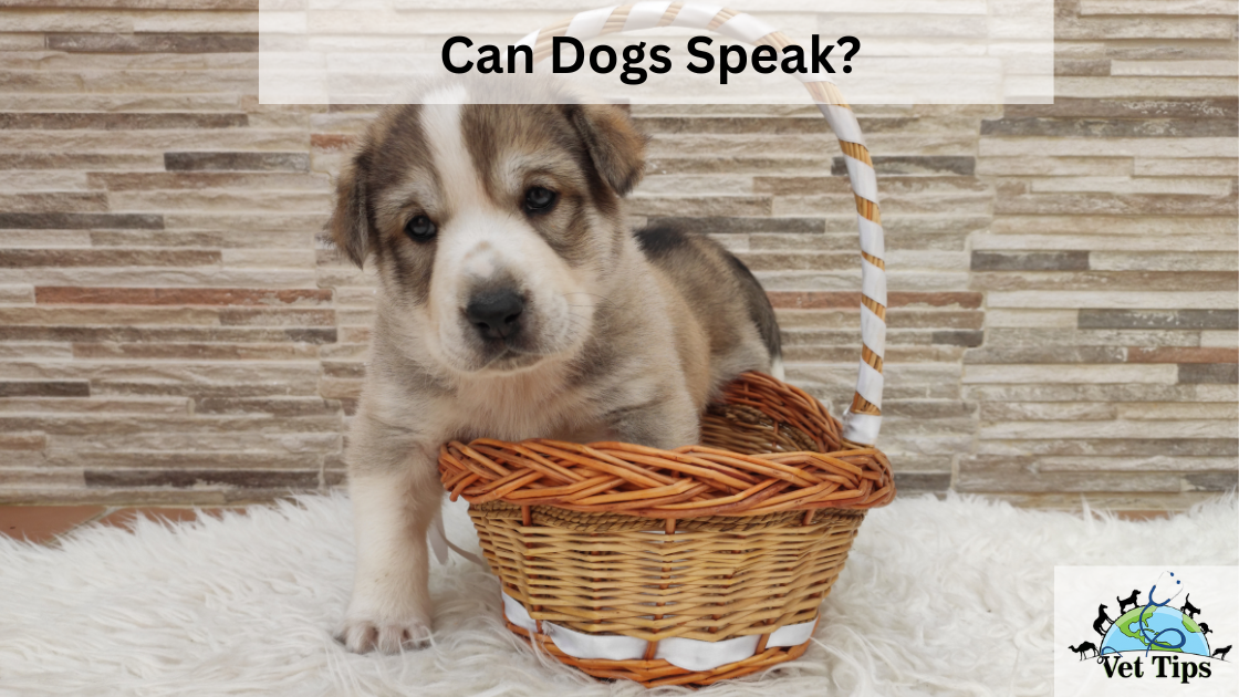 Can Dogs Speak? Understanding the Canine Communication Code