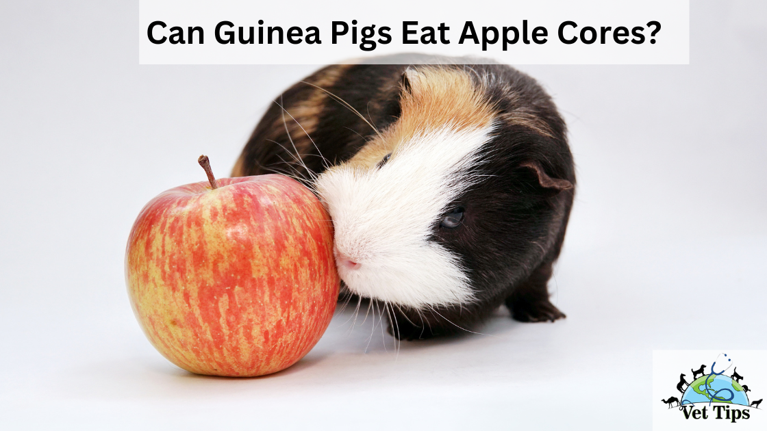 Can Guinea Pigs Eat Apple Cores?