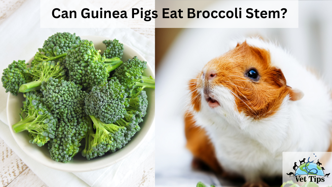 Can Guinea Pigs Eat Broccoli Stem?
