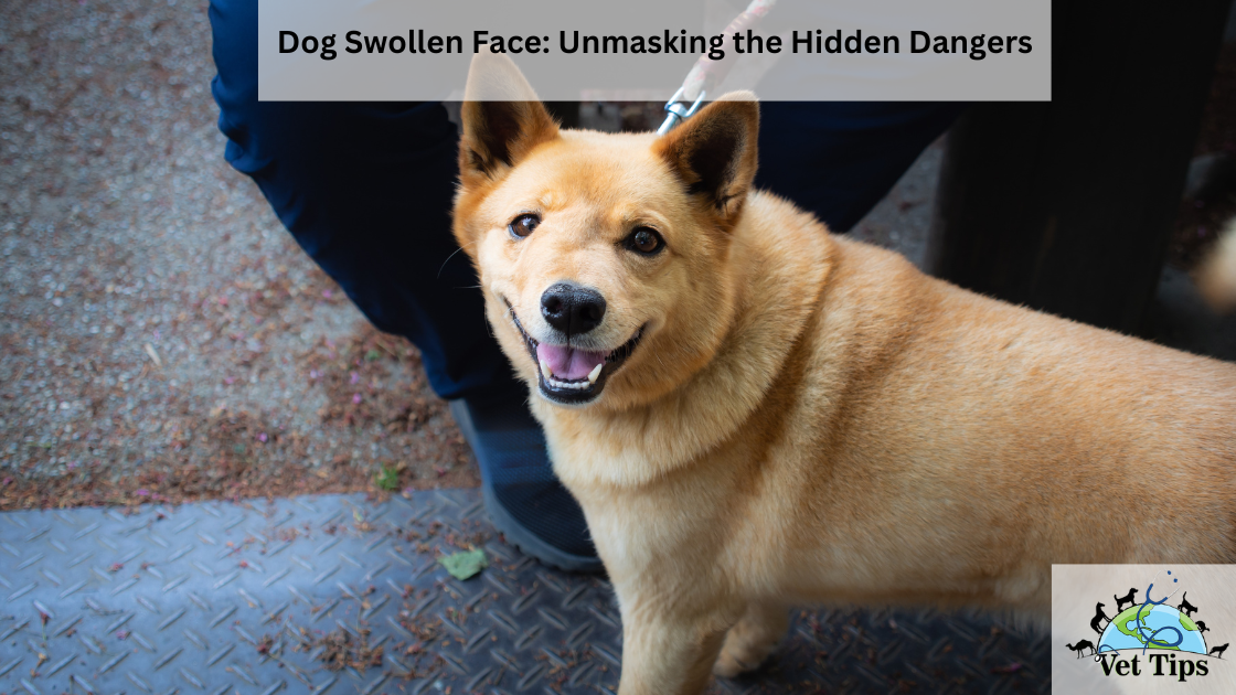 Dog Swollen Face: Unmasking the Hidden Dangers
