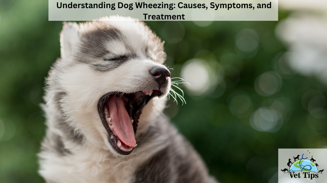 Understanding Dog Wheezing: Causes, Symptoms, and Treatment