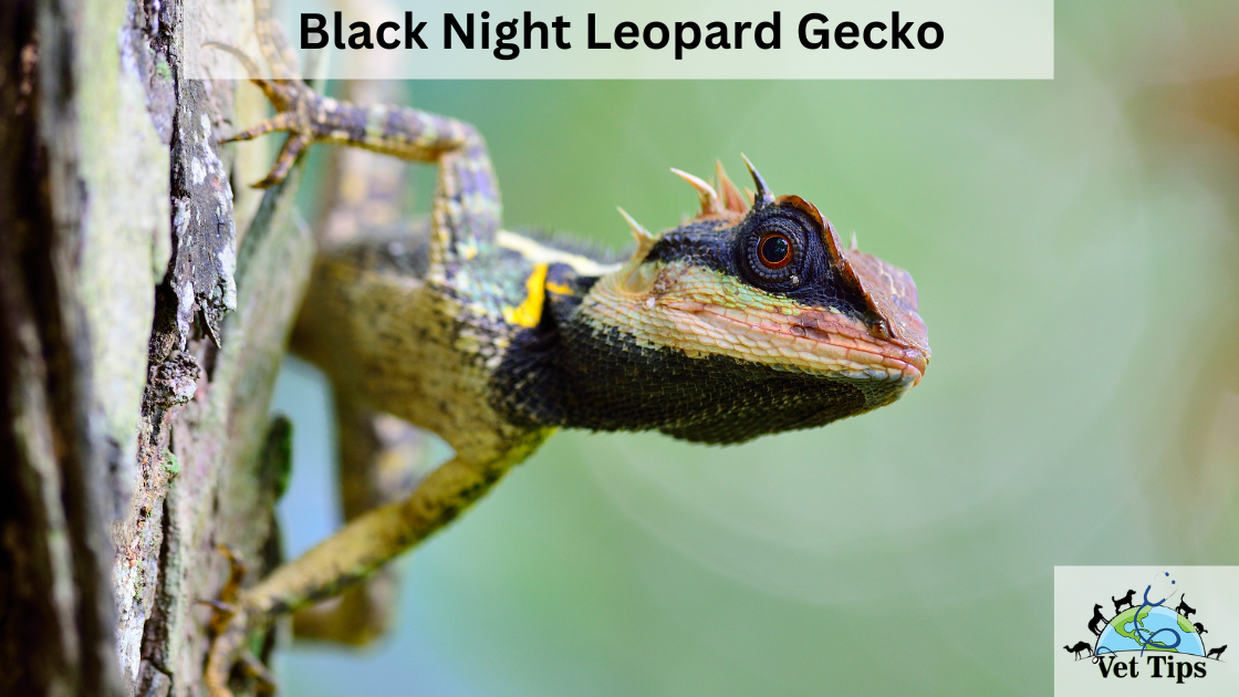 Analyzing the Alluring Black Night Leopard Gecko
