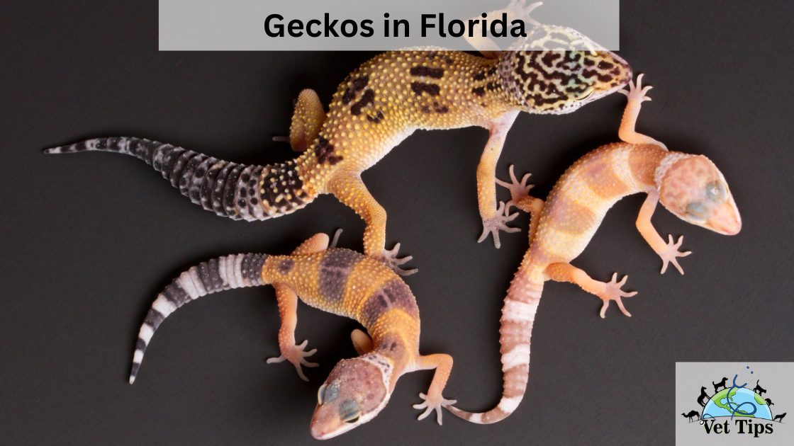 Geckos in Florida