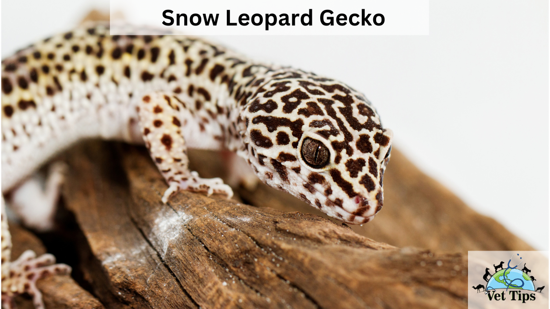 Snow Leopard Gecko