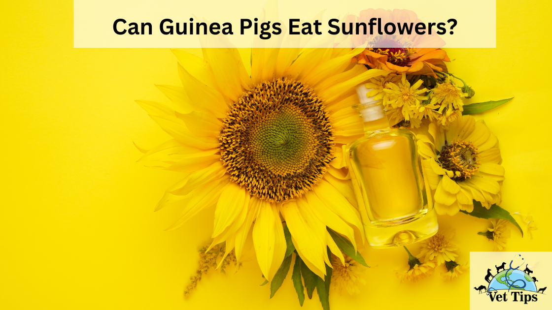 Can Guinea Pigs Eat Sunflowers?