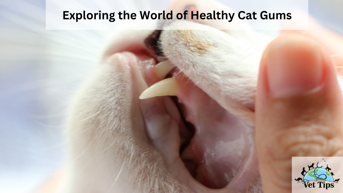 Exploring the World of Healthy Cat Gums