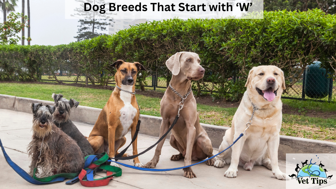 Dog Breeds That Start with ‘W’: A Comprehensive Overview