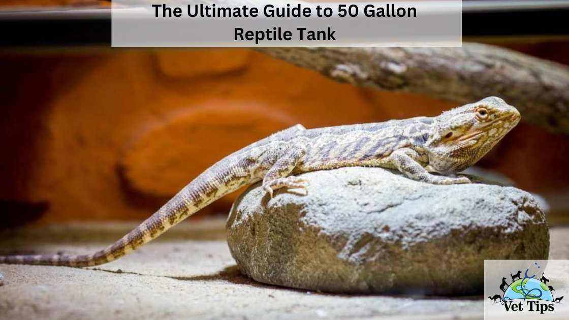 The Ultimate Guide to 50 Gallon Reptile Tank