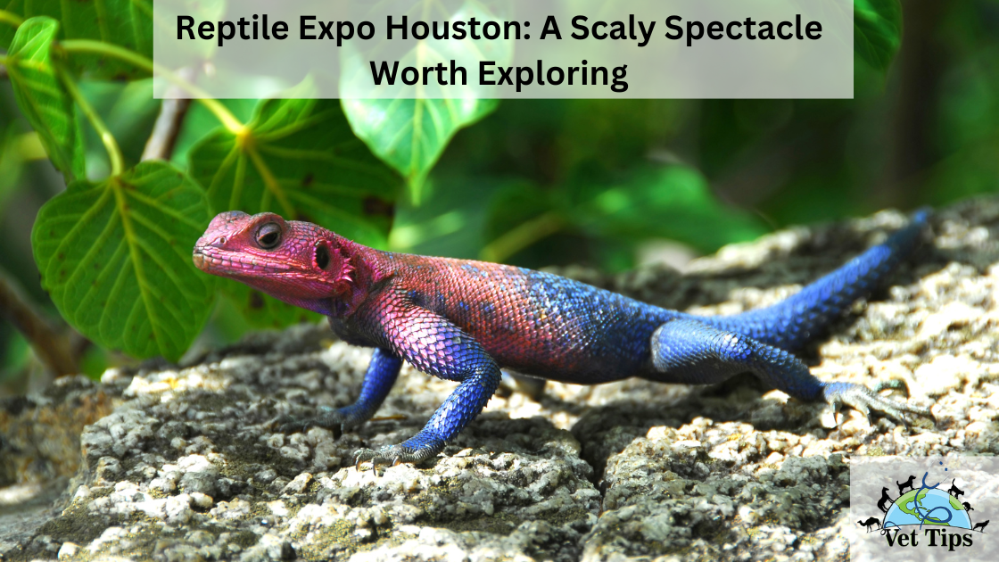 Reptile Expo Houston: A Scaly Spectacle Worth Exploring