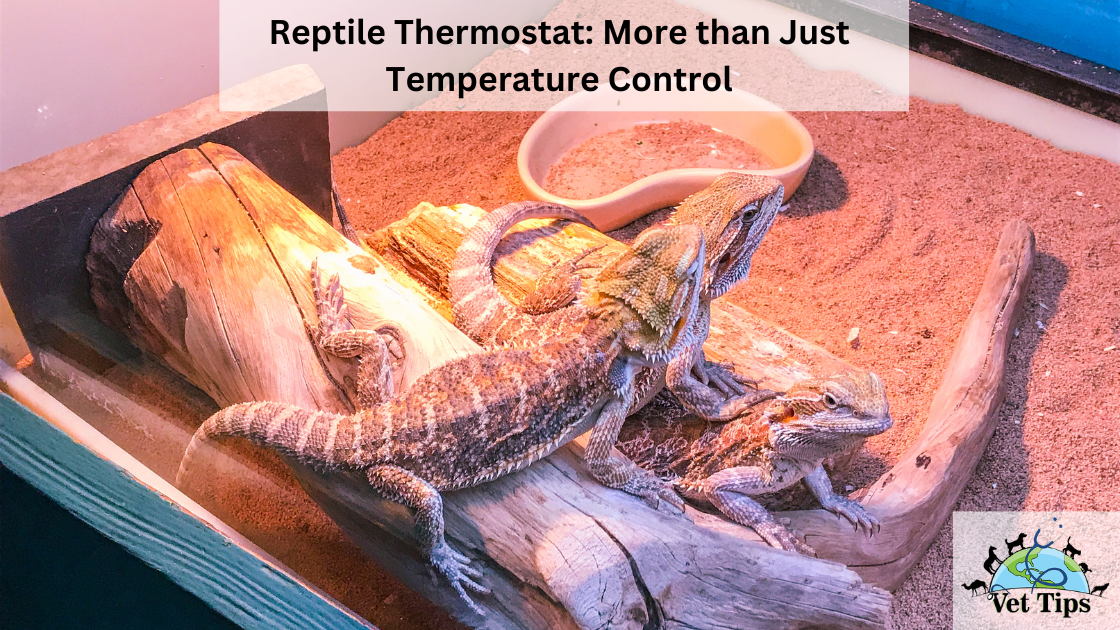 Reptile Thermostat: More than Just Temperature Control