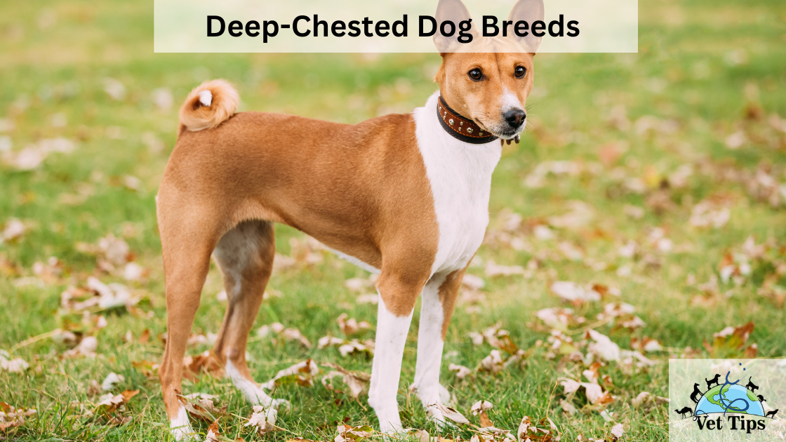 Deep-Chested Dog Breeds: Understanding Their Unique Characteristics