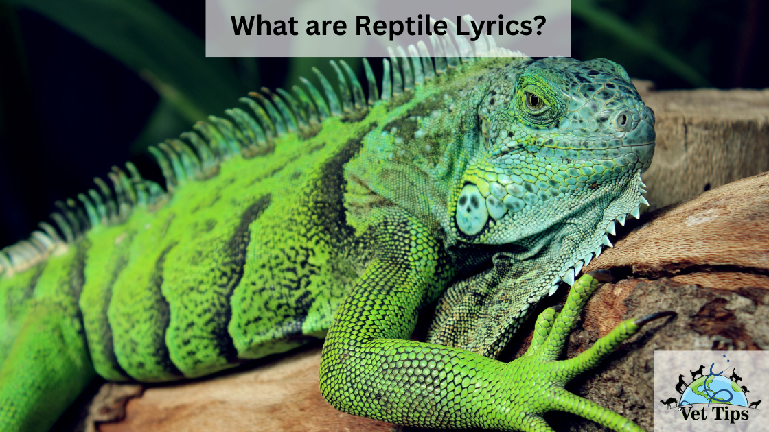 What are Reptile Lyrics?