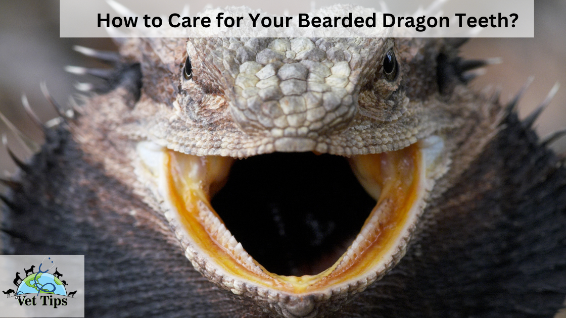How to Care for Your Bearded Dragon Teeth?