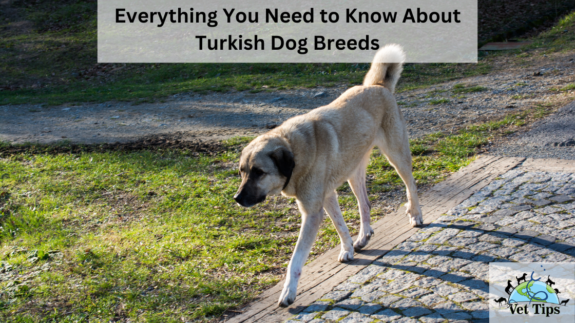 Everything You Need to Know About Turkish Dog Breeds