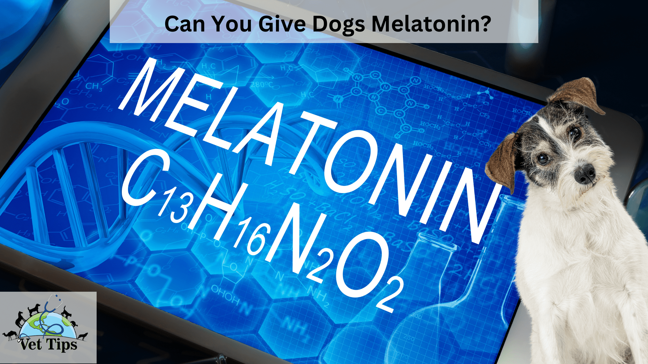 Can You Give Dogs Melatonin?