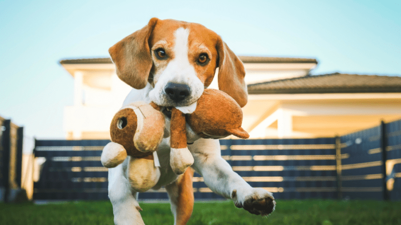 Why Are Beagles Used for Animal Testing?