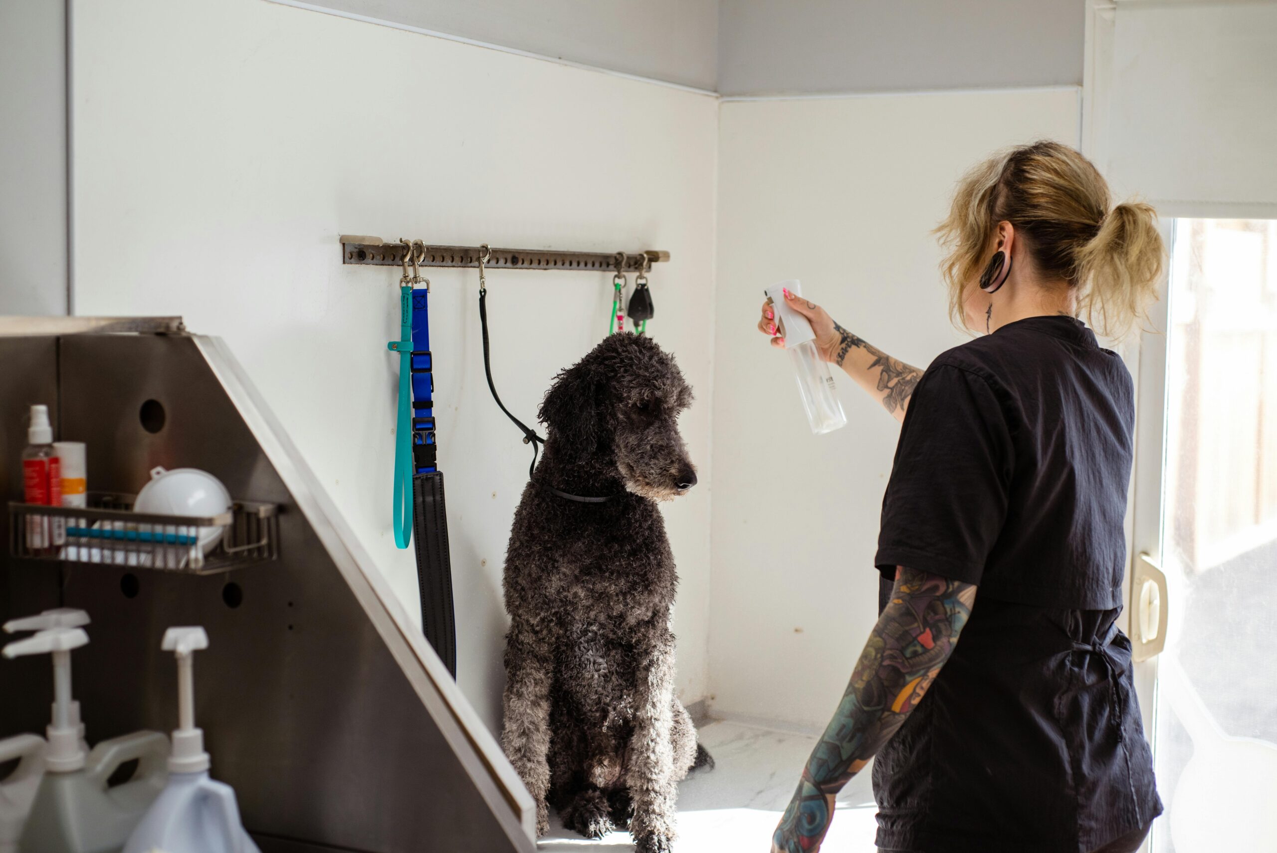 Gratuity Guide: How Much to Tip Dog Groomer